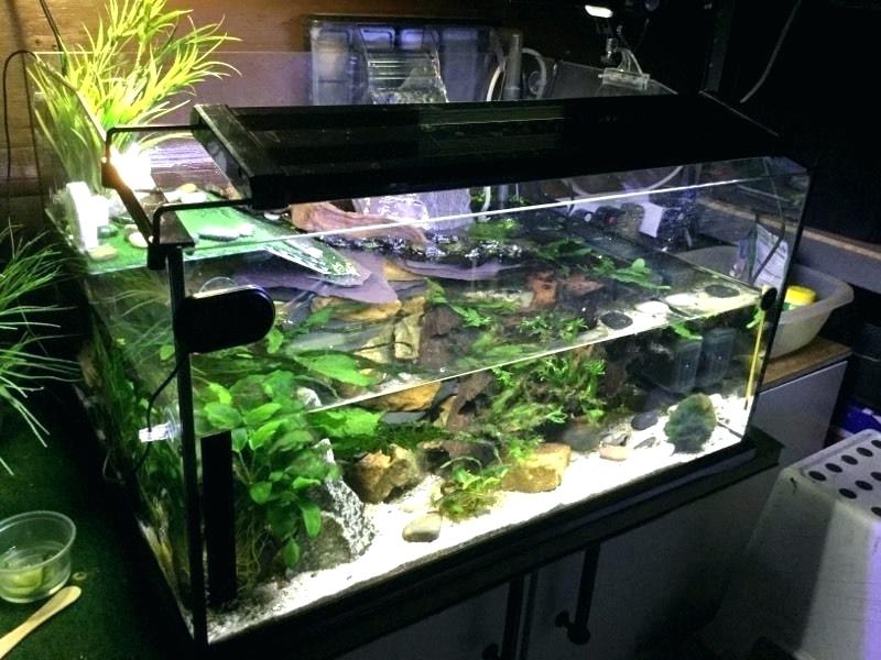 How to set up an aquarium